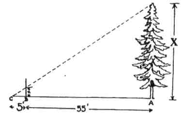 За допомогою пластової палиці, якщо ти позначив її цалевою поділкою, можеш визначити висоту дерева