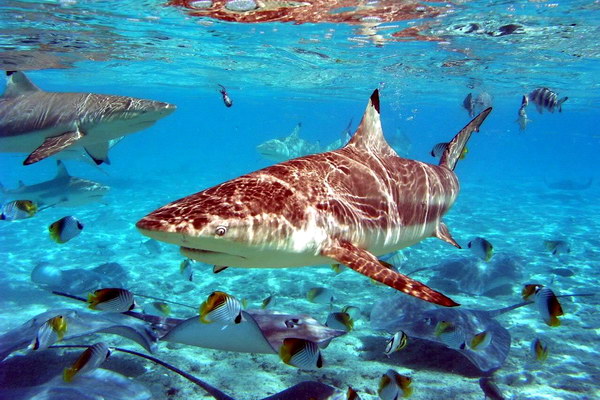 Популярное развлечение на острове Бора-Бора – кормление скатов и акул