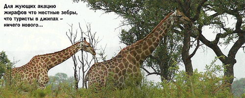 Для жующих акацию жирафов что местные зебры, что туристы в джипах - ничего нового...