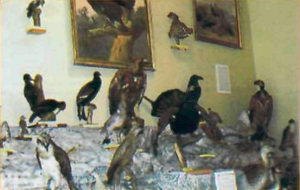 Фрагмент експозиції орнітологічної колекції