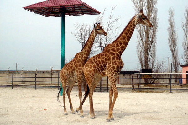 единственная пара жирафов в Украине