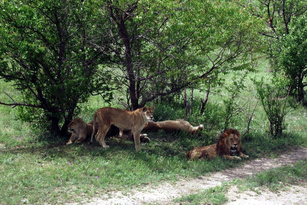 львы в «Тайгане»