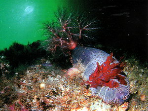 Морской огурец кукумария