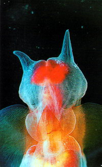 Крылоногий моллюск морской ангел
