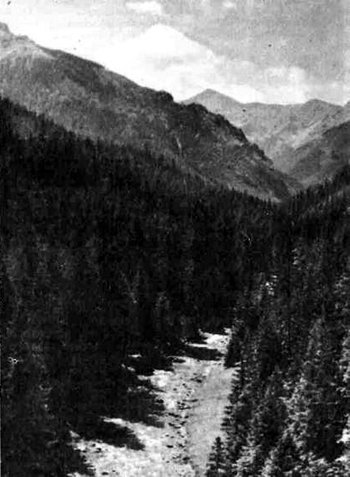 Долина гірського потоку Хохловський у Татранському національному парку.