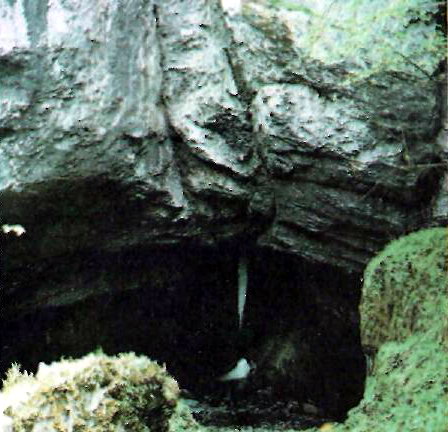 Охоронна ландшафтна область Словацький карст (карстова ущелина покрита льодом). Біосферний білатеральний заповідник