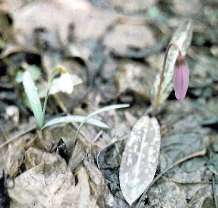 Еритроній собачий зуб (Erythronium dens-canis L.) та підсніжник білосніжний (Galanthus nivalis L.) у Словацькому карсті