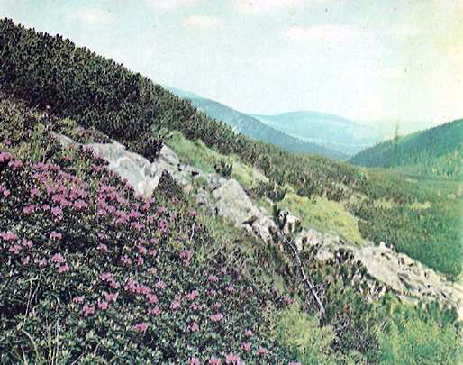 Балкано-східнокарпатський ендем рододендрон східно-карпатський (Rhododendron kotschyl Simonk.) в рослинному ступені криволісся. Чорногірський заповідний масив