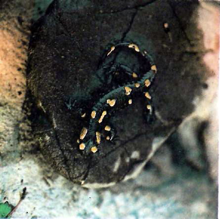 Саламандра плямиста (Salamandra salamandra L.) в буковому пралісі Угольського заповідника