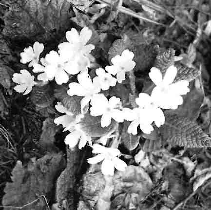 Первоцвіт безстеблий (Primula vulgaris Huds.) в передгір'ї Закарпаття