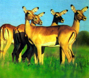 сафари в Ботсване